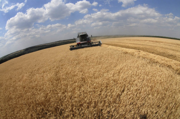Урожай зерновых в России достиг 121 миллиона тонн